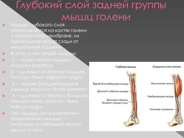 Глубокий слой задней группы мышц голени Мышцы глубокого слоя располагаются на