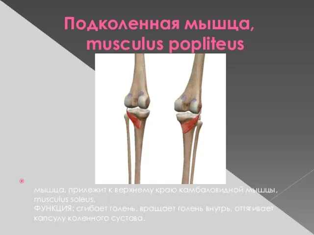 Подколенная мышца, musculus popliteus мышца, прилежит к верхнему краю камбаловидной мышцы,