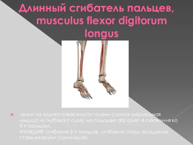 Длинный сгибатель пальцев, musculus flexor digitorum longus лежит на задней поверхности