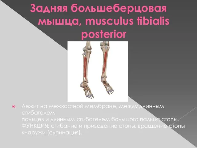 Задняя большеберцовая мышца, musculus tibialis posterior Лежит на межкостной мембране, между