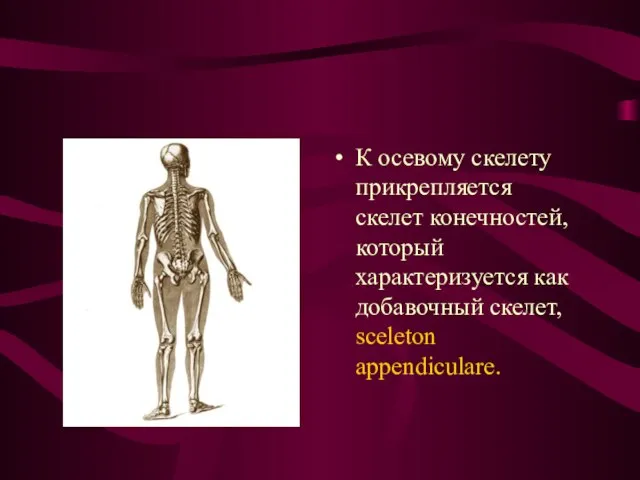 К осевому скелету прикрепляется скелет конечностей, который характеризуется как добавочный скелет, sceleton appendiculare.