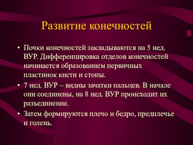 Развитие конечностей Почки конечностей закладываются на 5 нед. ВУР. Дифференцировка отделов