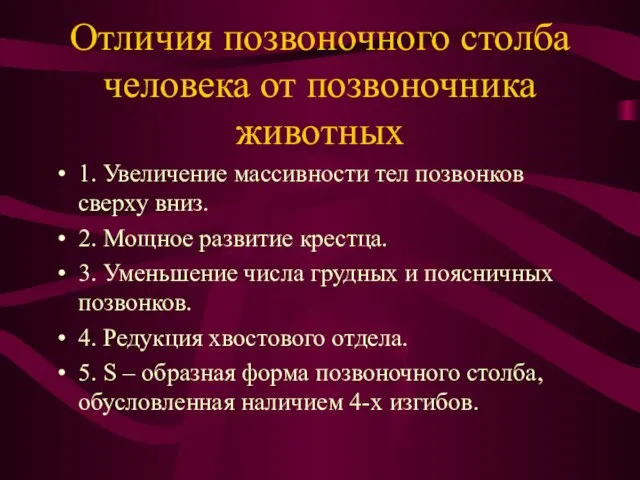 Отличия позвоночного столба человека от позвоночника животных 1. Увеличение массивности тел