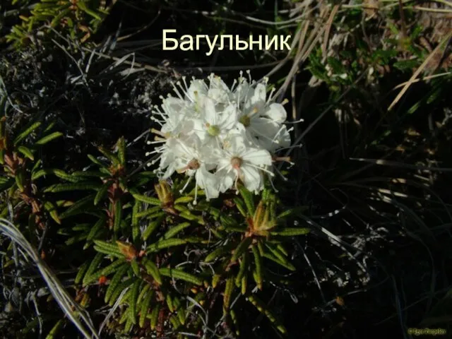 Багульник