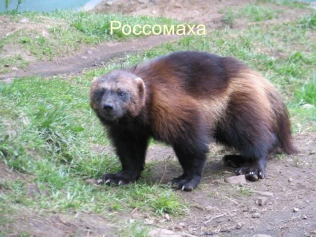 Россомаха