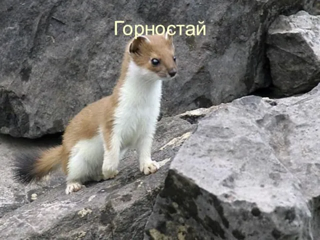 Горностай