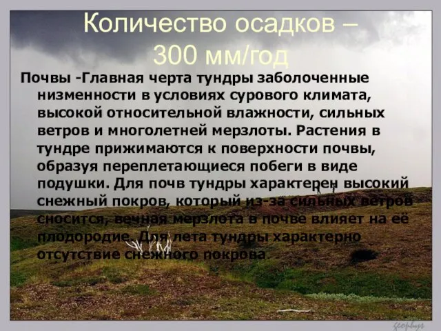 Количество осадков – 300 мм/год Почвы -Главная черта тундры заболоченные низменности