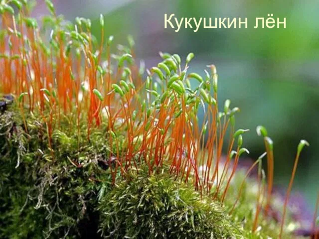 Кукушкин лён