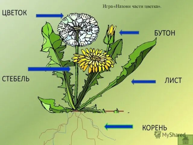 Игра «Назови части цветка».