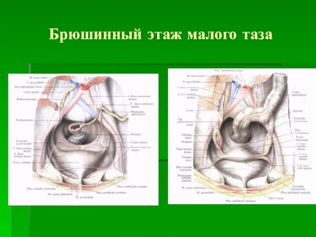 Брюшинный этаж малого таза