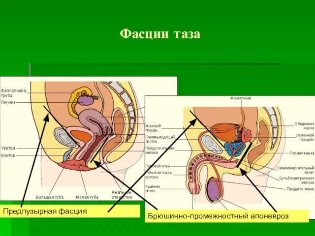 Фасции таза Предпузырная фасция Брюшинно-промежностный апоневроз