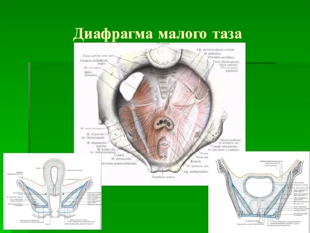 Диафрагма малого таза