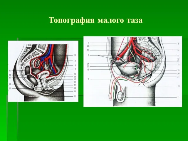 Топография малого таза