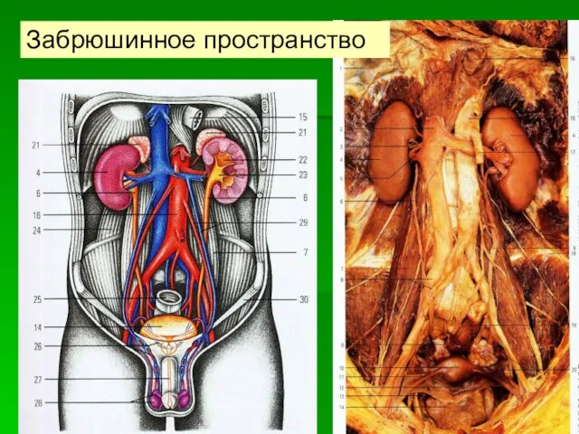 Забрюшинное пространство