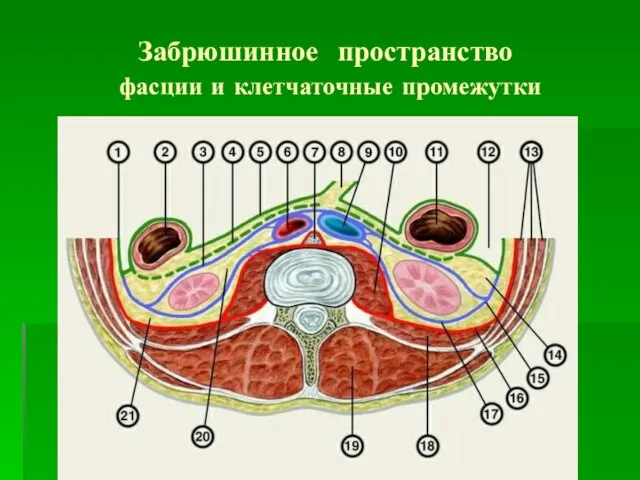 Забрюшинное пространство фасции и клетчаточные промежутки