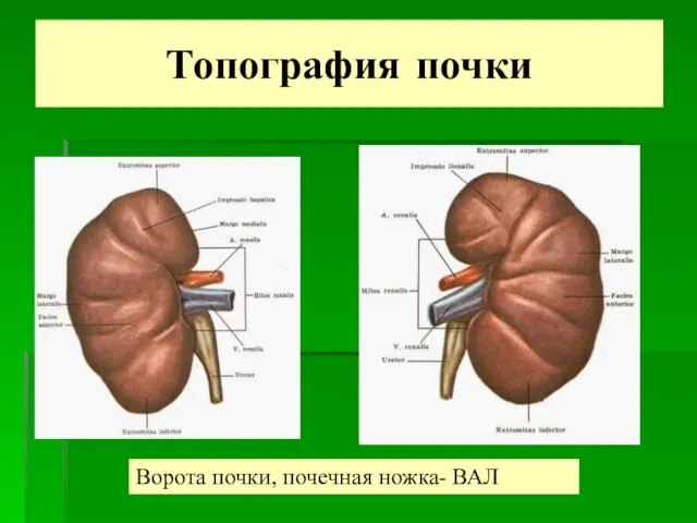 Топография почки Ворота почки, почечная ножка- ВАЛ