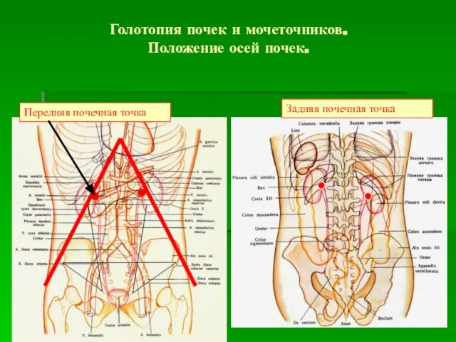 Голотопия почек и мочеточников. Положение осей почек. Передняя почечная точка Задняя почечная точка