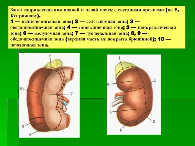 Зоны соприкосновения правой и левой почек с соседними органами (по В.