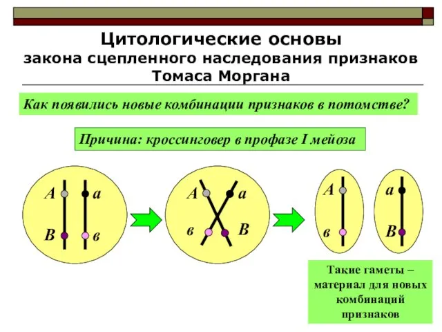 Цитологические основы закона сцепленного наследования признаков Томаса Моргана Как появились новые