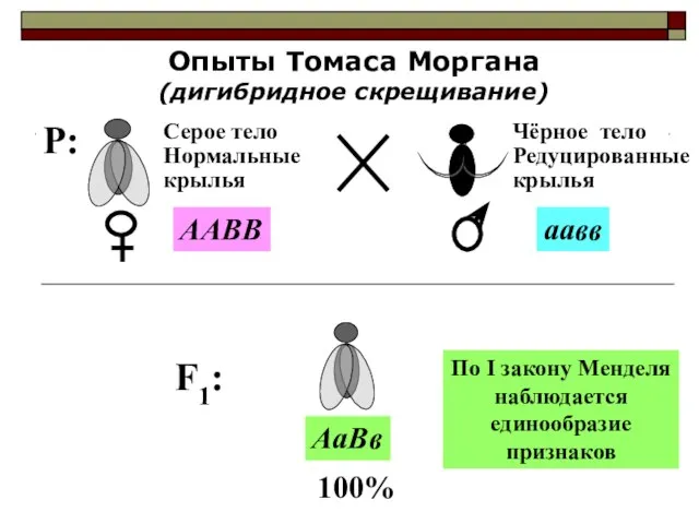 P: Опыты Томаса Моргана (дигибридное скрещивание) Серое тело Нормальные крылья Чёрное