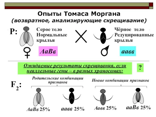 Опыты Томаса Моргана (возвратное, анализирующие скрещивание) F2: Ожидаемые результаты скрещивания, если