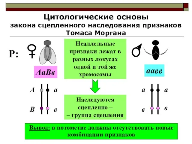 Цитологические основы закона сцепленного наследования признаков Томаса Моргана Неаллельные признаки лежат