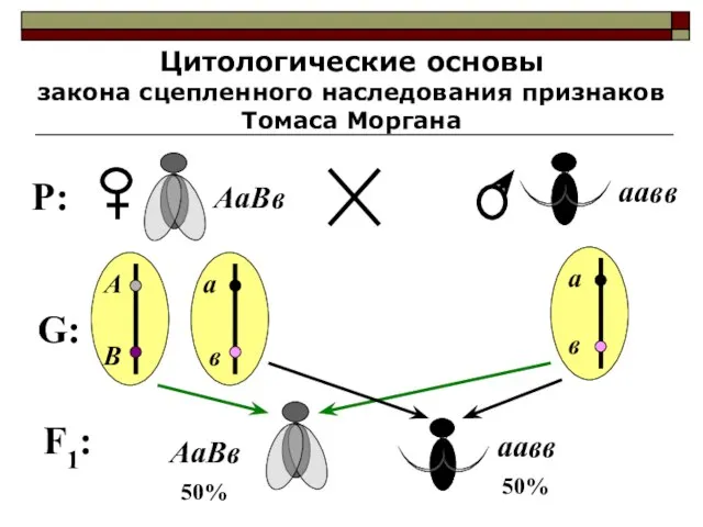 Цитологические основы закона сцепленного наследования признаков Томаса Моргана P: АаВв аавв