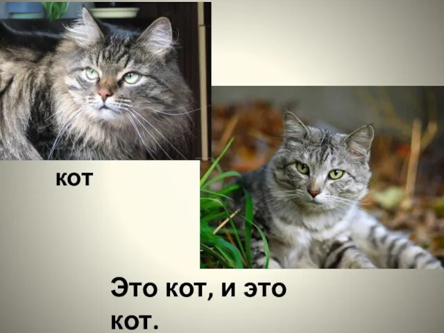 кот Это кот, и это кот.