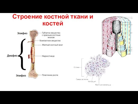 Строение костной ткани и костей