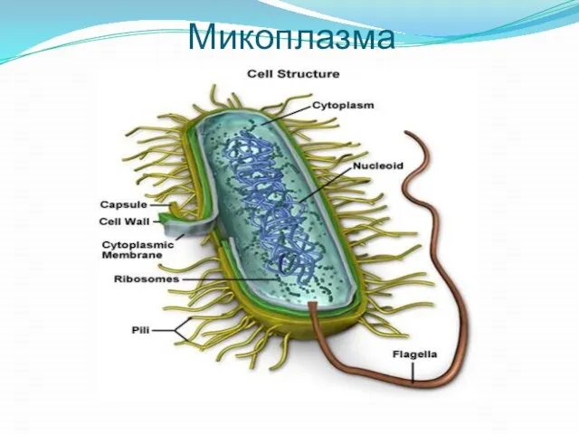 Микоплазма