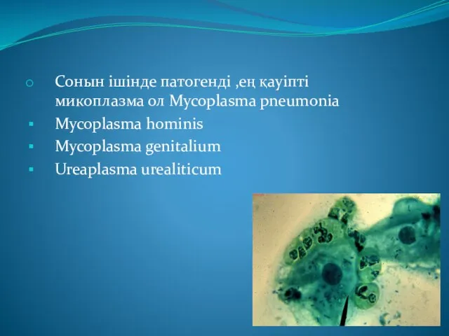 Сонын ішінде патогенді ,ең қауіпті микоплазма ол Mycoplasma pneumonia Mycoplasma hominis Mycoplasma genitalium Ureaplasma urealiticum