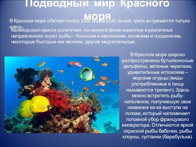 Подводный мир Красного моря В Красном море обитает около 1000 видов