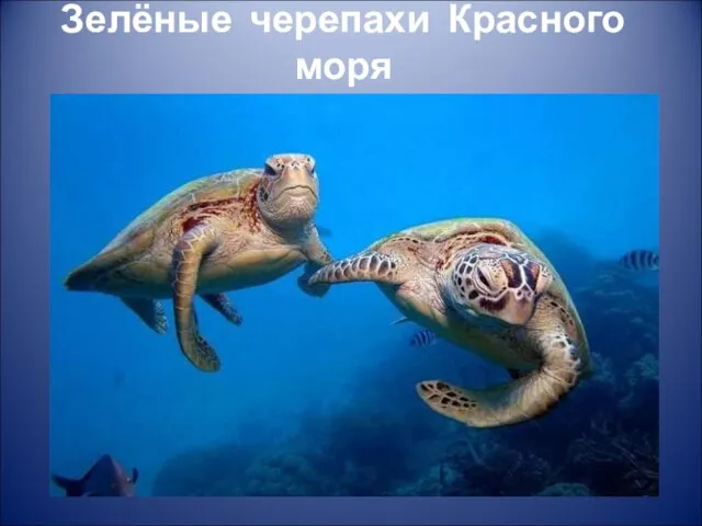 Зелёные черепахи Красного моря