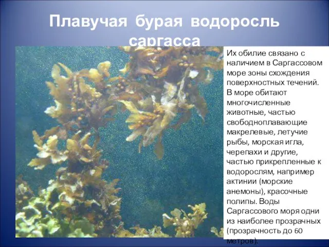 Плавучая бурая водоросль саргасса Их обилие связано с наличием в Саргассовом