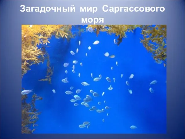 Загадочный мир Саргассового моря