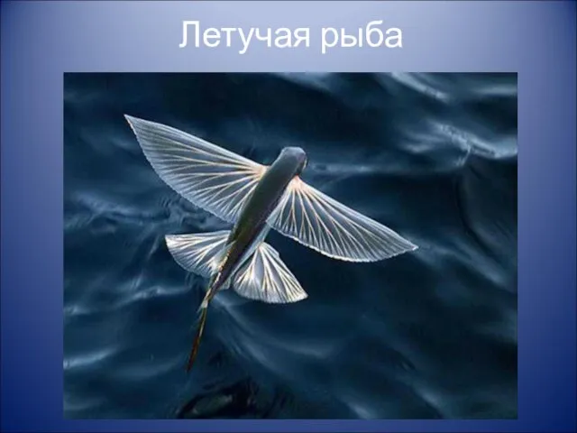Летучая рыба