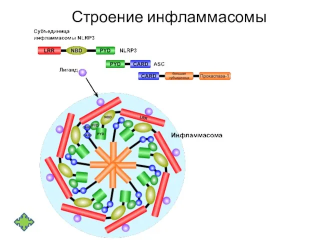 Строение инфламмасомы