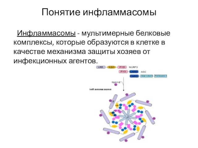 Понятие инфламмасомы Инфламмасомы - мультимерные белковые комплексы, которые образуются в клетке