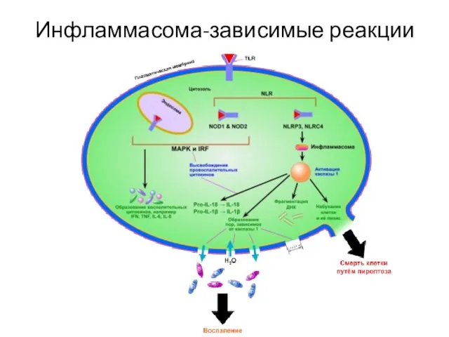 Инфламмасома-зависимые реакции