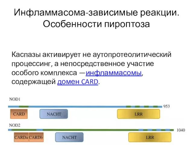 Инфламмасома-зависимые реакции. Особенности пироптоза Каспазы активирует не аутопротеолитический процессинг, а непосредственное