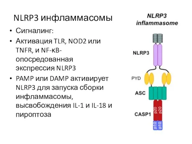 NLRP3 инфламмасомы Сигналинг: Активация TLR, NOD2 или TNFR, и NF-κB-опосредованная экспрессия