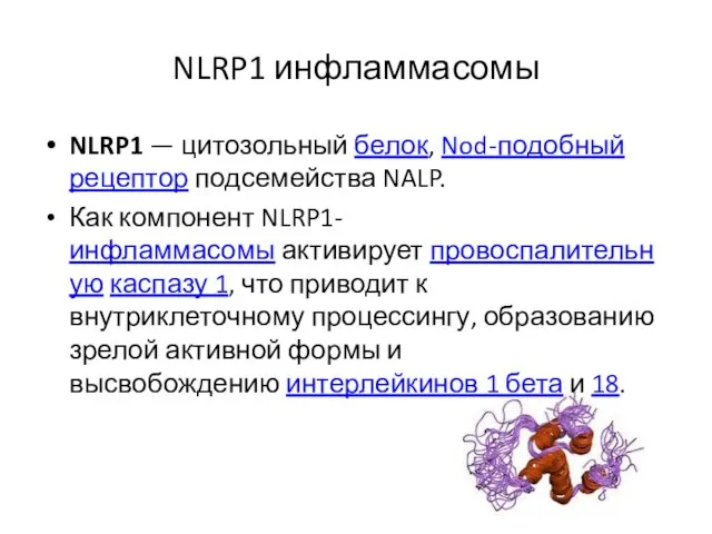 NLRP1 инфламмасомы NLRP1 — цитозольный белок, Nod-подобный рецептор подсемейства NALP. Как