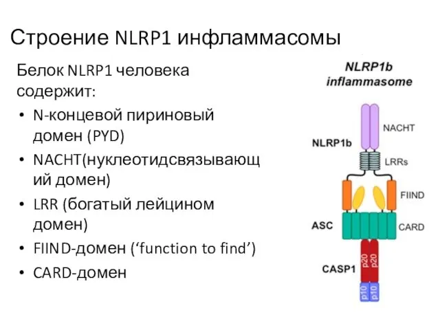 Строение NLRP1 инфламмасомы Белок NLRP1 человека содержит: N-концевой пириновый домен (PYD)