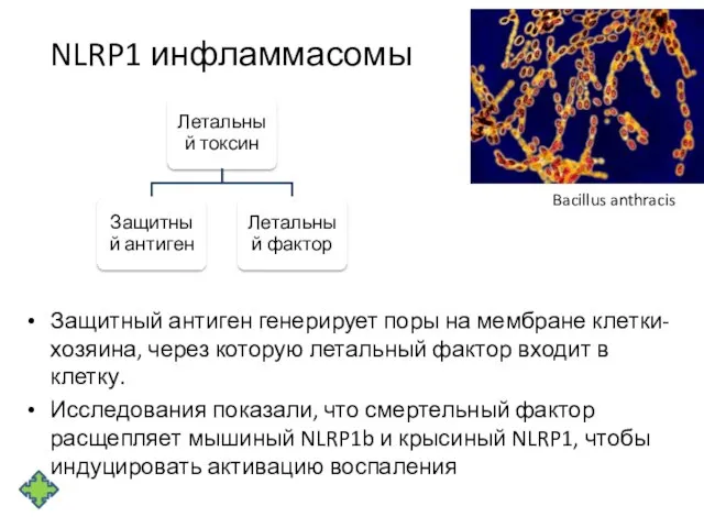 NLRP1 инфламмасомы Защитный антиген генерирует поры на мембране клетки-хозяина, через которую