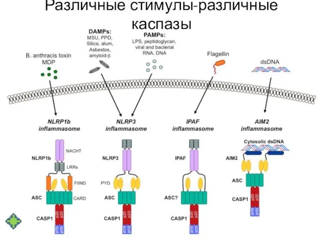 Различные стимулы-различные каспазы