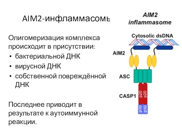 AIM2-инфламмасомы Олигомеризация комплекса происходит в присутствии: бактериальной ДНК вирусной ДНК собственной