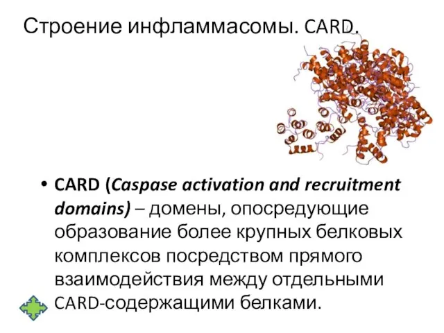 Строение инфламмасомы. CARD. CARD (Caspase activation and recruitment domains) – домены,