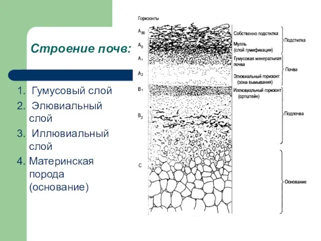 Строение почв: 1. Гумусовый слой 2. Элювиальный слой 3. Иллювиальный слой 4. Материнская порода (основание)