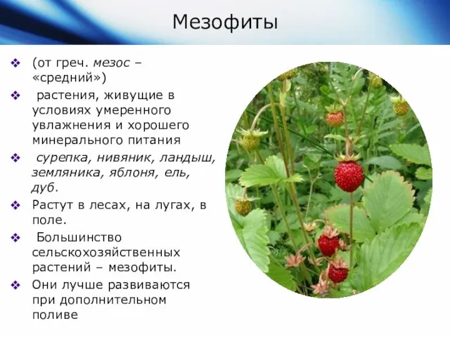 Мезофиты (от греч. мезос – «средний») растения, живущие в условиях умеренного
