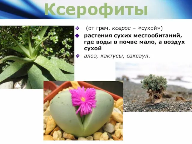Ксерофиты (от греч. ксерос – «сухой») растения сухих местообитаний, где воды